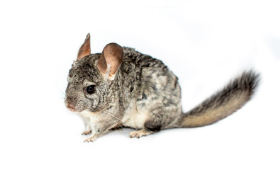 Chinchilla on a white background. Exotic furry animal.