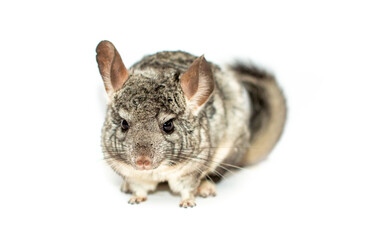 Chinchilla on a white background. Exotic furry animal.