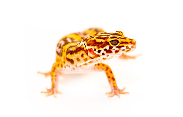 Isolated Eublepharis lizard on a white background. Reptile gecko yellow spotted. Exotic tropical animal.