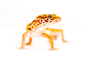 Isolated Eublepharis lizard on a white background. Reptile gecko yellow spotted. Exotic tropical animal.