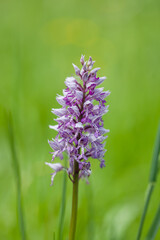 A closeup shot of a beautiful Southern marsh-orchid under the sunlight