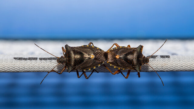 Baumwanze bei der Paarung auf dem Netz