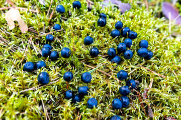 ripe blueberries in the forest