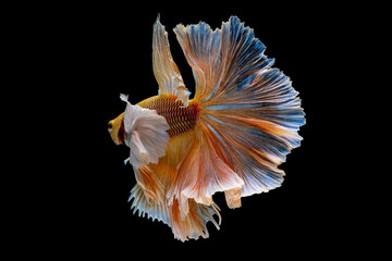 Fototapeta na wymiar Back of yellow big ear or dumbo Siamese betta fighting fish swim and action with aggressive in fresh water with dark background. Concept of beautiful animal express luxury pattern and look amazing.