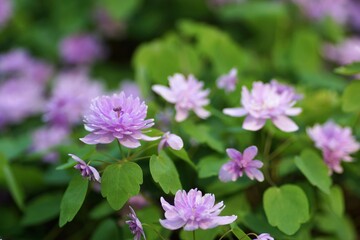 Fototapeta na wymiar Spring in the arboretum, young violet flowers