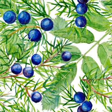 Juniper seamless pattern. Hand drawn illustration branch with berries on white background.