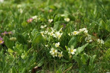 Spring in the arboretum, the blossoming cowslip in the grass