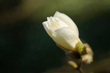 Spring in the arboretum, a developing white magnolia flower