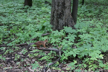 Obraz premium squirrel on the tree squirrel on the grass trees park