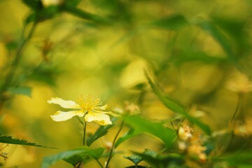Spring in the arboretum, yellow blossoming flower, close-up