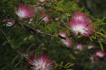 Primavera  colorida com flor vermelha, amarela, rosa e branca, margarida