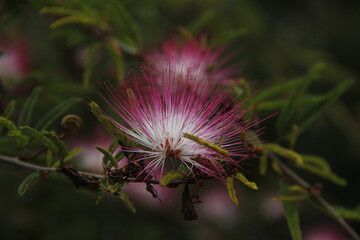 Primavera  colorida com flor vermelha, amarela, rosa e branca, margarida