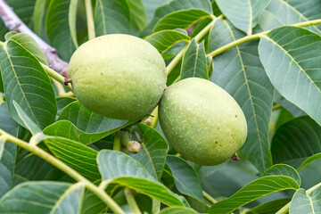 Green walnuts in the tree