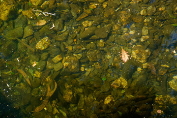 Obraz premium Bosques de Mortagua