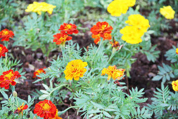 Primavera  colorida com flor vermelha, amarela, rosa e branca, margarida