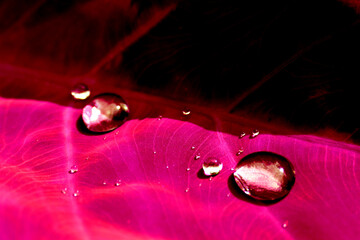 water drops on a pink leaf