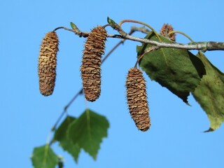 birch Silver tree European White summer leaves