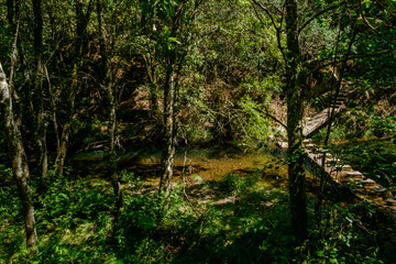 Fototapeta na wymiar Bosques de Mortagua