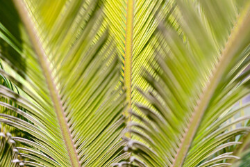 Obraz na płótnie Canvas Closeup of the palm tree, natural background