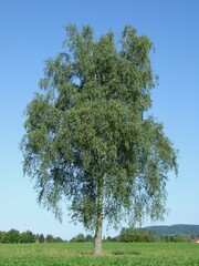 birch Silver tree European White summer leaves