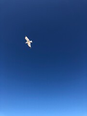 Mouette à Saint-Clément-des-Balaines