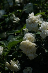 Obraz na płótnie Canvas Whit Flower of Rose 'White Meidiland' in Full Bloom 