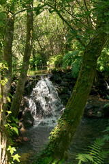 Fototapeta premium Bosques de Mortagua