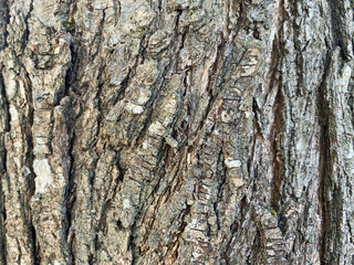 tree bark texture