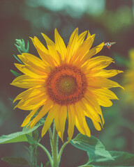 sunflower in the garden whit a bee 