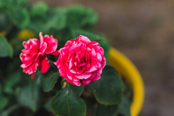 Beautiful rose flower in home flower garden