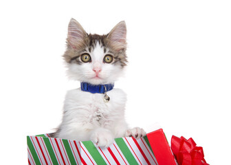 Close up Grey and white long haired tabby kitten wearing a blue collar with bell, popping out of a...