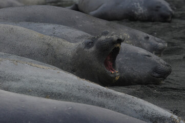 The southern elephant seal (Mirounga leonina) is one of the two species of elephant seals. 
