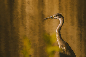 great blue heron ardea cinerea