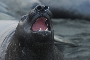 The southern elephant seal (Mirounga leonina) is one of the two species of elephant seals. 