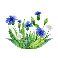 Watercolor flower composition with wildflowers and leaves. Bouquet of сhamomile, knapweeds and foliage isolated on white background. Design for your projects, prints, cards, invitations or covers.