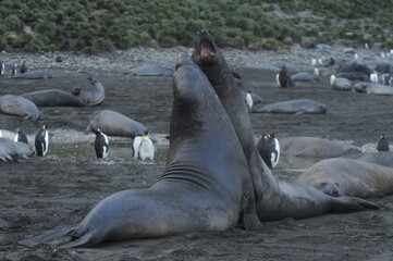 Fototapeta premium The southern elephant seal (Mirounga leonina) is one of the two species of elephant seals. 