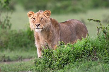 African Lion Portraits