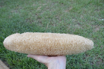 Vegetable loofah for bath and exfoliation