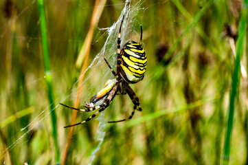 spider on the web tijgerspin (Argiope bruennichi)