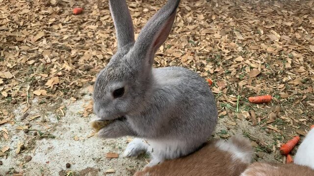 Cute little grey rabbit with big floppy ears washing its face and licking its hands.