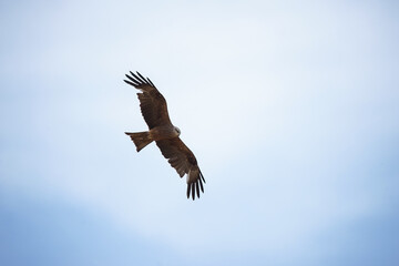 Obraz premium Black kite (Milvus migrans)