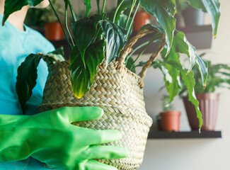 Ficus, bamboo palm tree, lily plant in a basket, in pots on shelf. Stylish wooden shelves with...