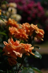 Orange Flower of Rose 'Wiener Charme' in Full Bloom
