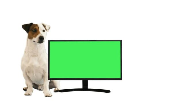 Dog beside monitor  with green screen 