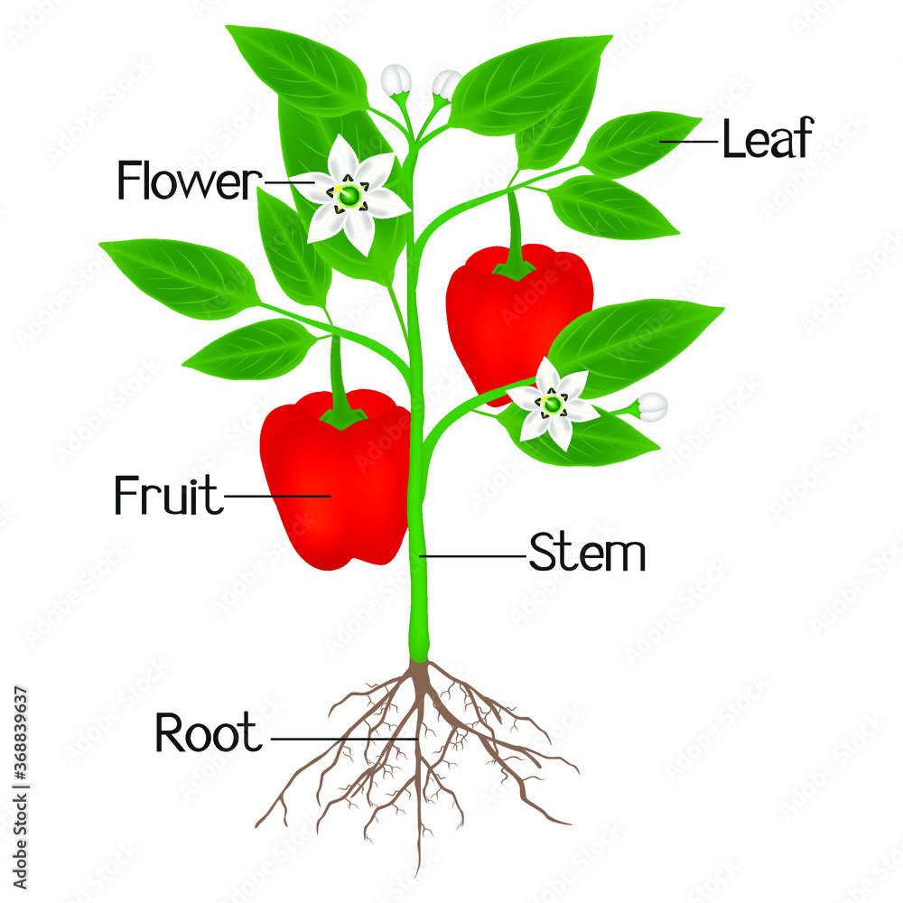 Wall mural an illustration showing parts of a plant of red pepper.