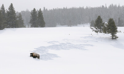 Bison pausing from clearing snow with head while grazing at Norris Canyon Road in Yellowstone Park in winter
