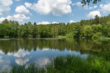 Fototapeta na wymiar small pond with reeds in forest, white clouds on blue sky