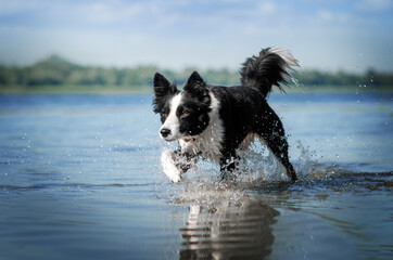 border collie cute dog lovely portrait on a blue background fun playing in the water
