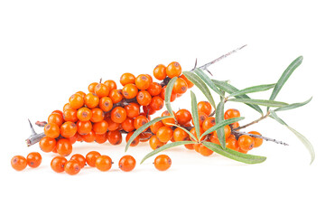 Branch of sea buckthorn berries with green leaves isolated on a white background