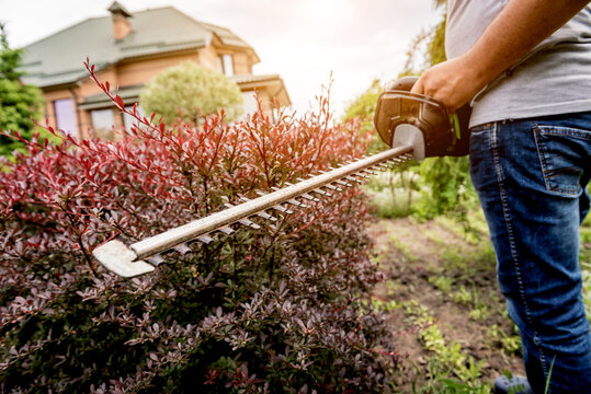 A gardener trimming shrub with hedge trimmer